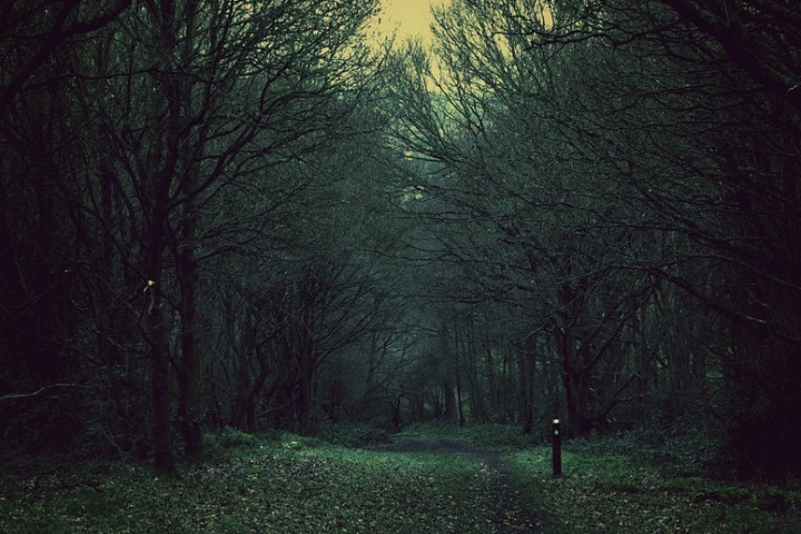 Dusk Forest Path Dark Nature Spooky Woods